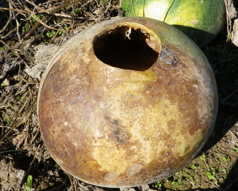 oct2017-171-cwsg-african-drum-gourd2-0f8123db33a68a443cdef97d35423e03.png