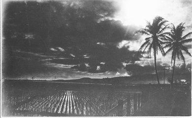 ca 1900-uh library "hawaiian photo album"