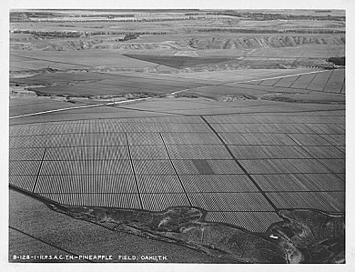 central oahu: ca 1900-- uh library "hawaiian photo album"