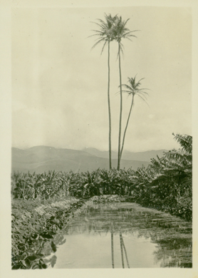 ca 1935-uh library "aloha Hawaii scrapbook"