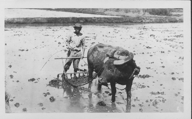 CA 1900- uh library "hawaiian photo album"