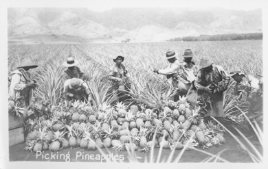 central oahu ca 1935- uh library "aloha hawaii scrapbook"