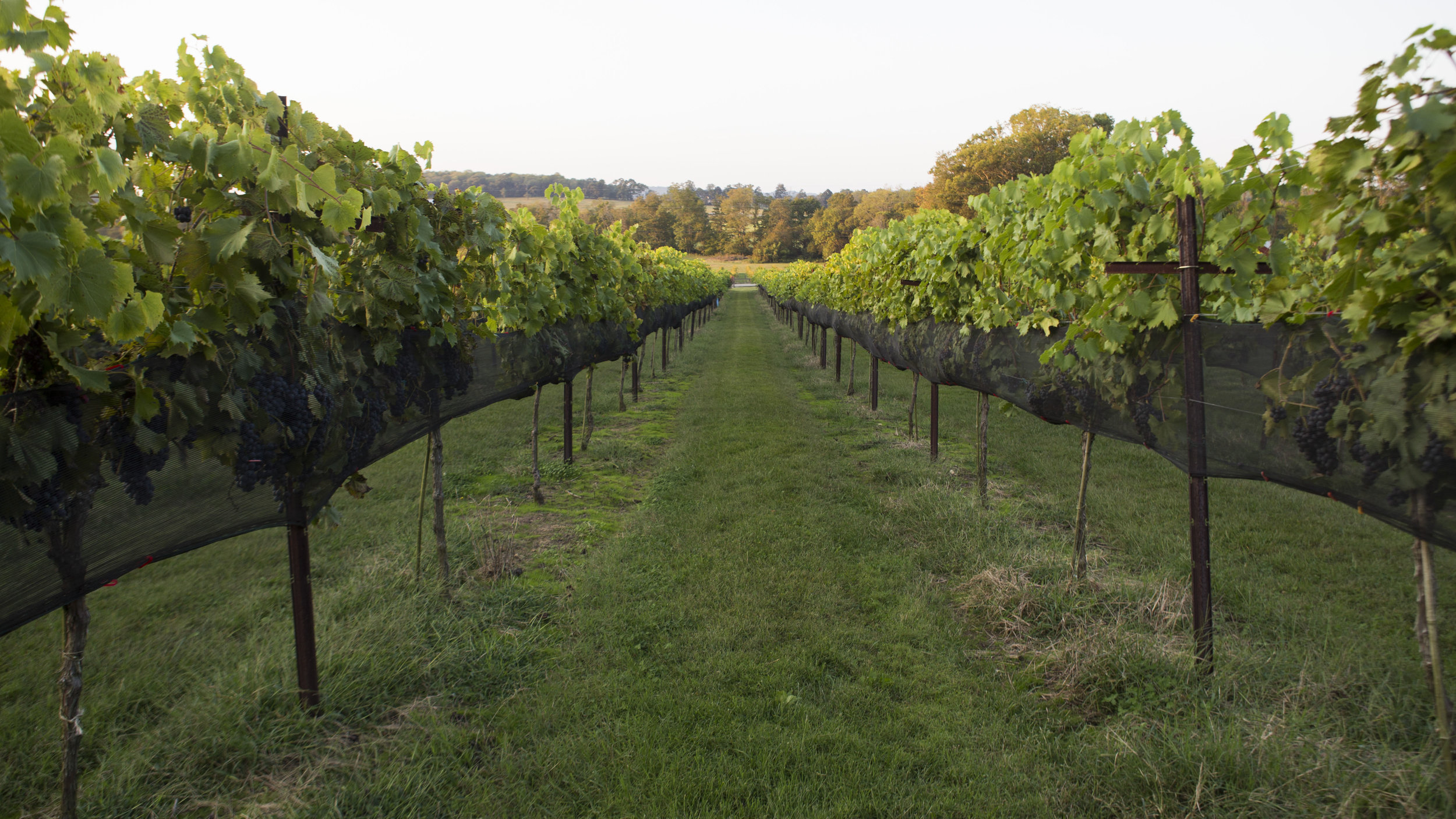 Arrington Vineyards is a popular destination for wine aficionados and food-lovers alike just outside of Franklin, Tennessee.