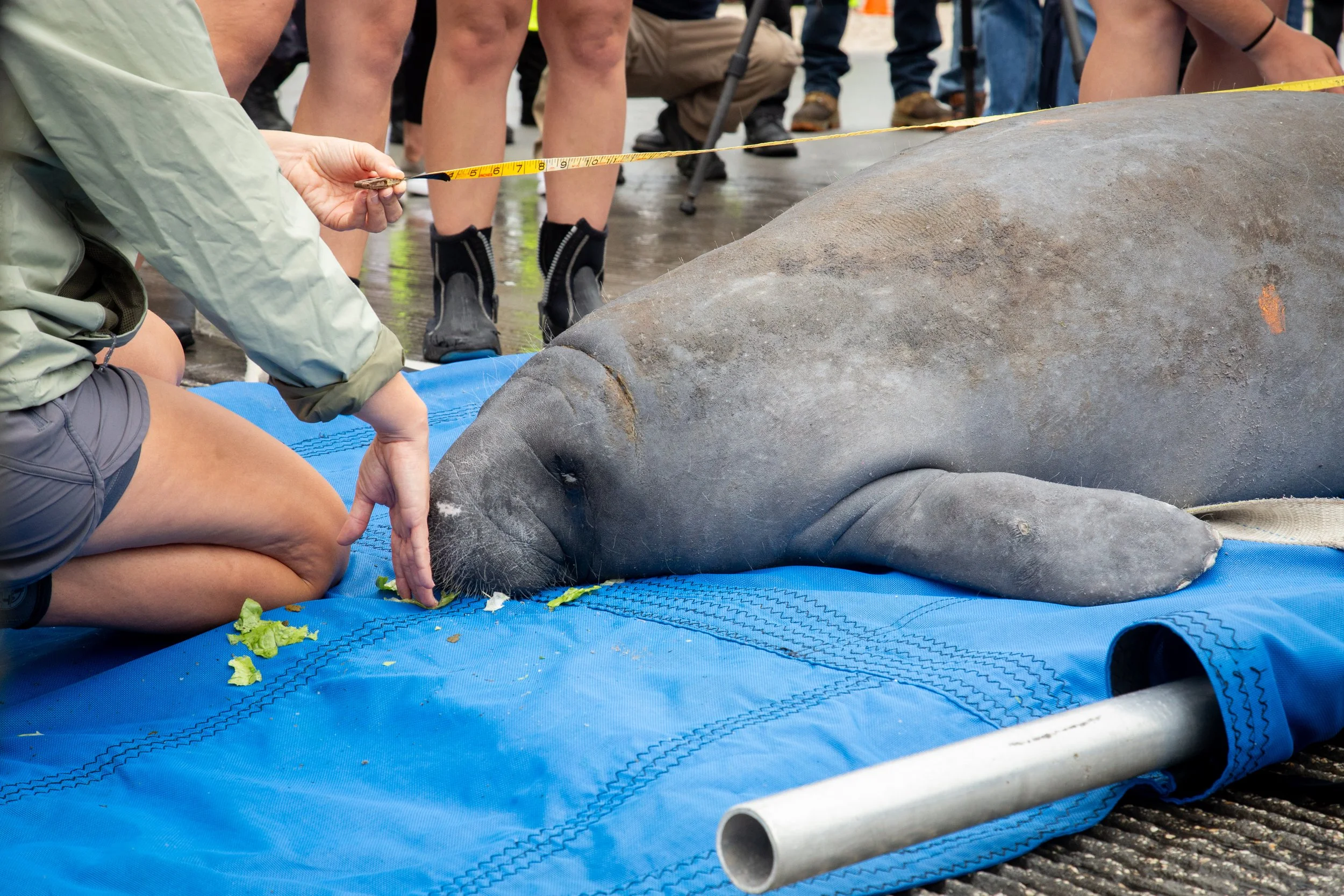 Manatee released in Melbourne after rescue from storm drain and recovery
