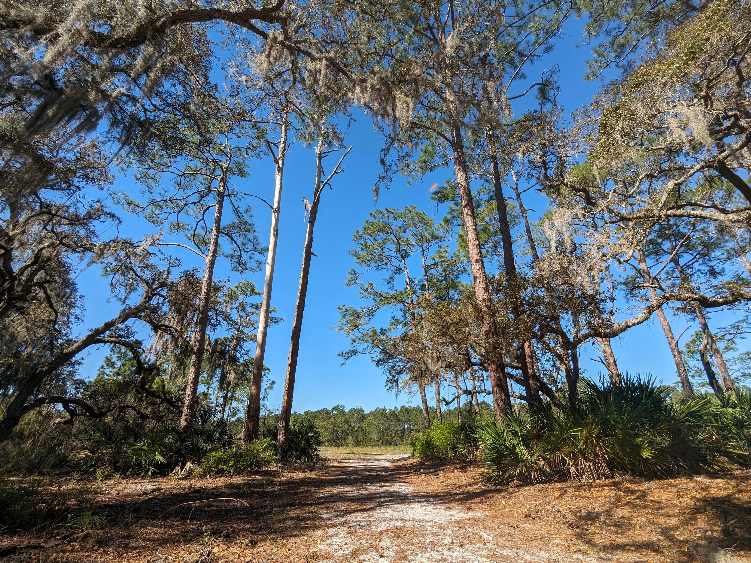 Why the Florida Wildlife Corridor couldn't save Split Oak Forest