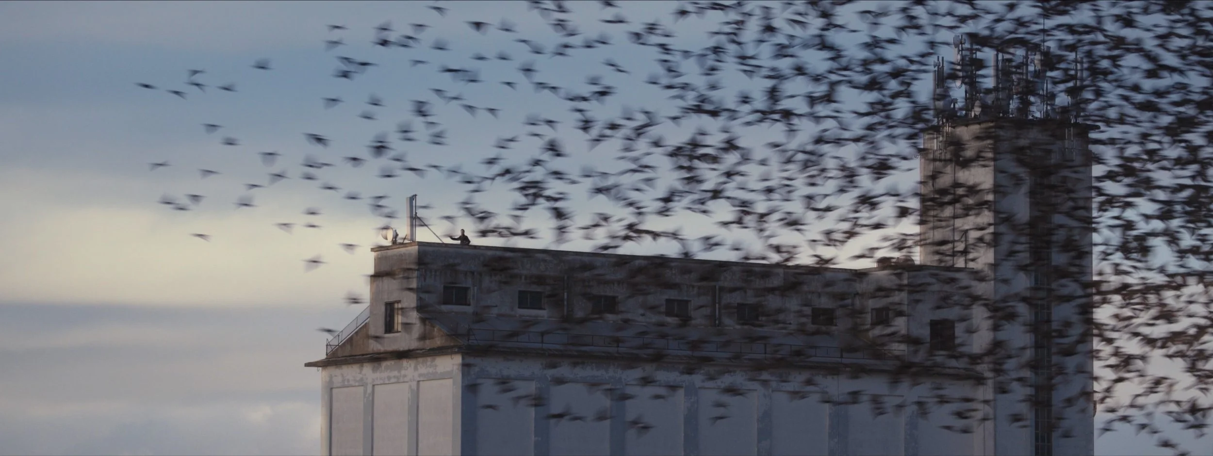 Murmurations_stills_1.1.1_1.1.13.jpg