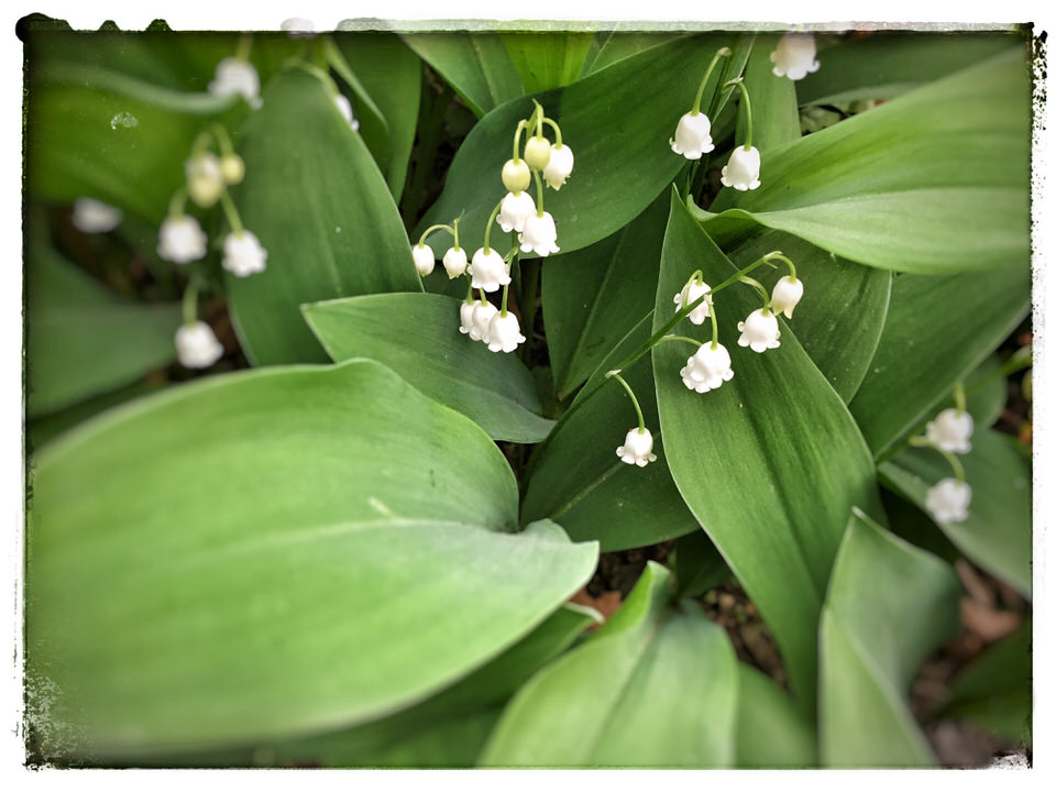 Lilies of the valley