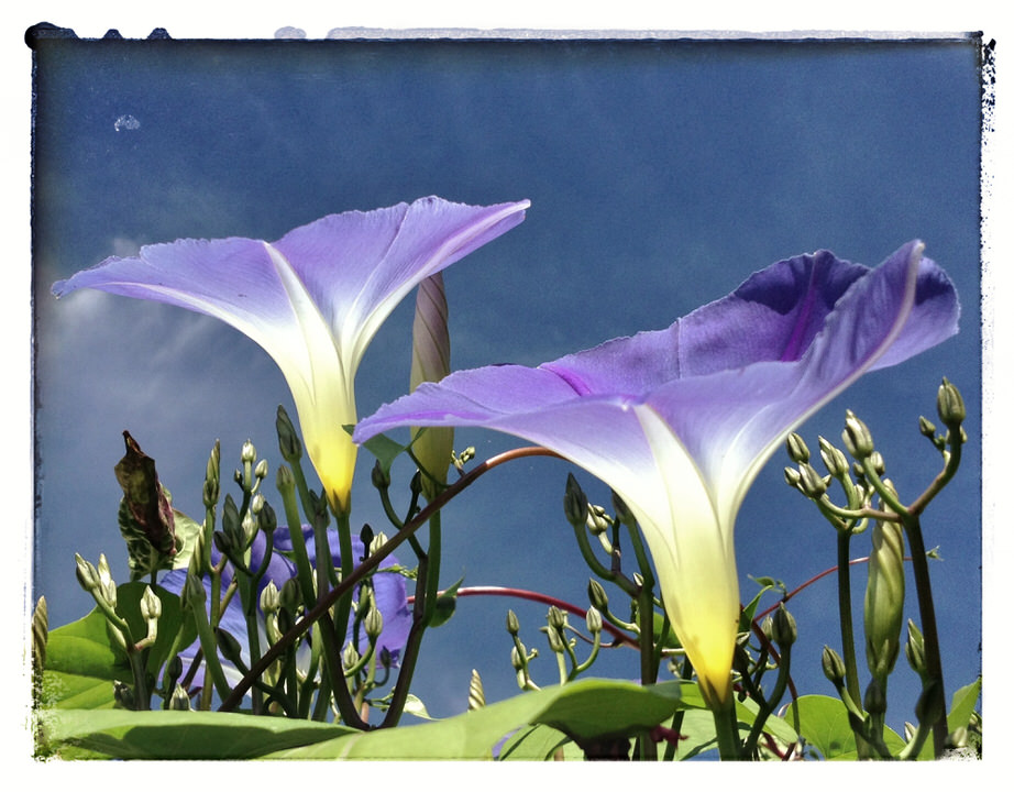 My morning glories