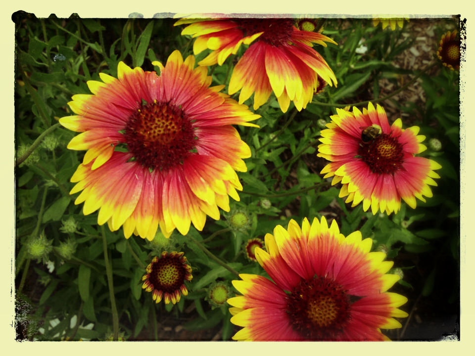 Zinnia zingers