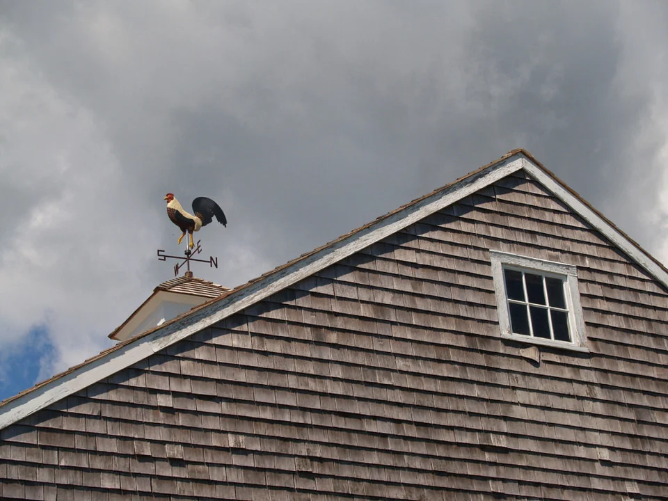 Rooster with a view