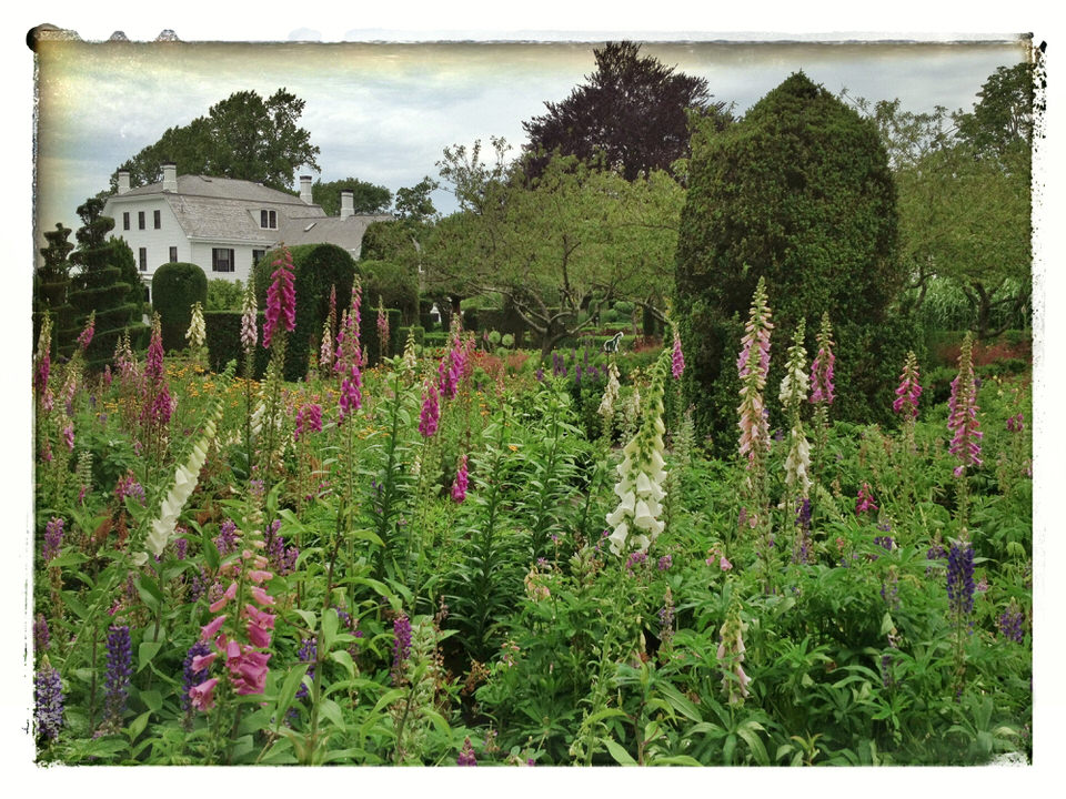 Foxglove field