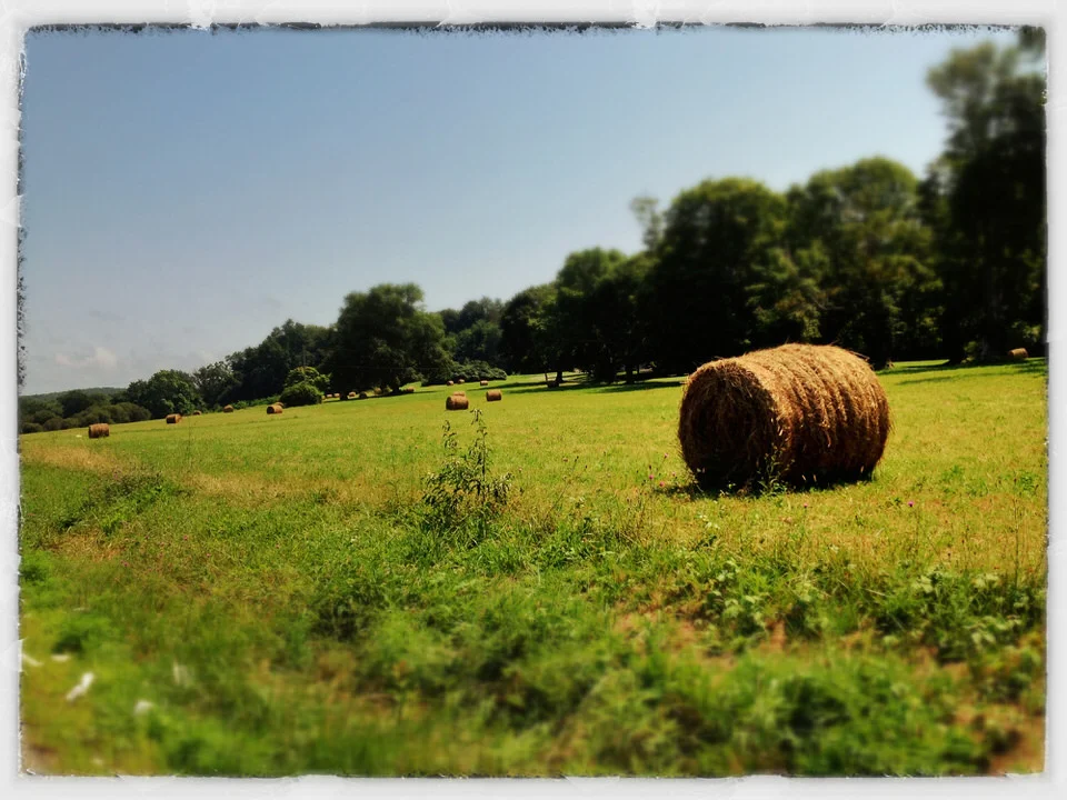 Tiverton hay bales
