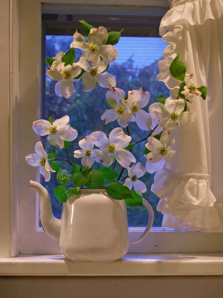 Dogwood pitcher