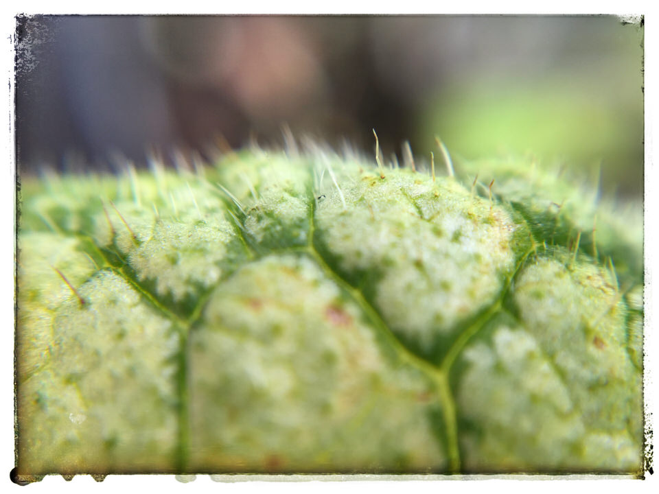 Leaf macro