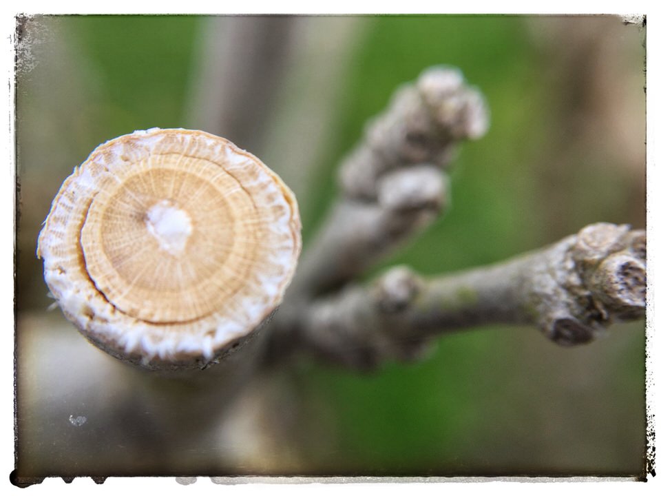 Spring pruning