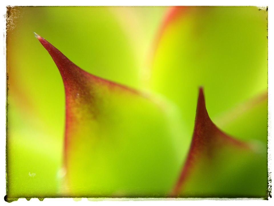 Sharp succulent