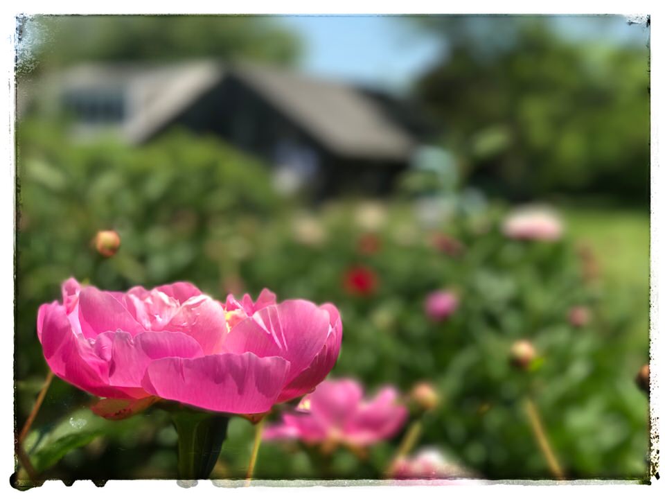 Peony farm