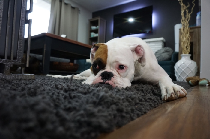 "I sure love the smell of this new shag carpet - woof!"