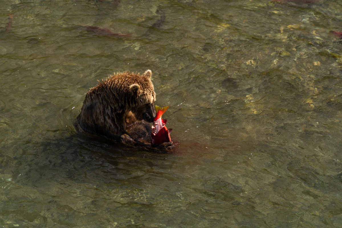 Bear Necessities: Pebble’s plan must consider the growing bear tourism economy 