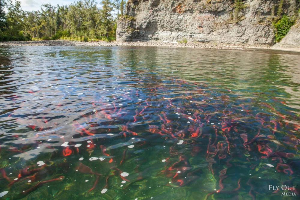 2019 yields another massive year for the Bristol Bay fishery