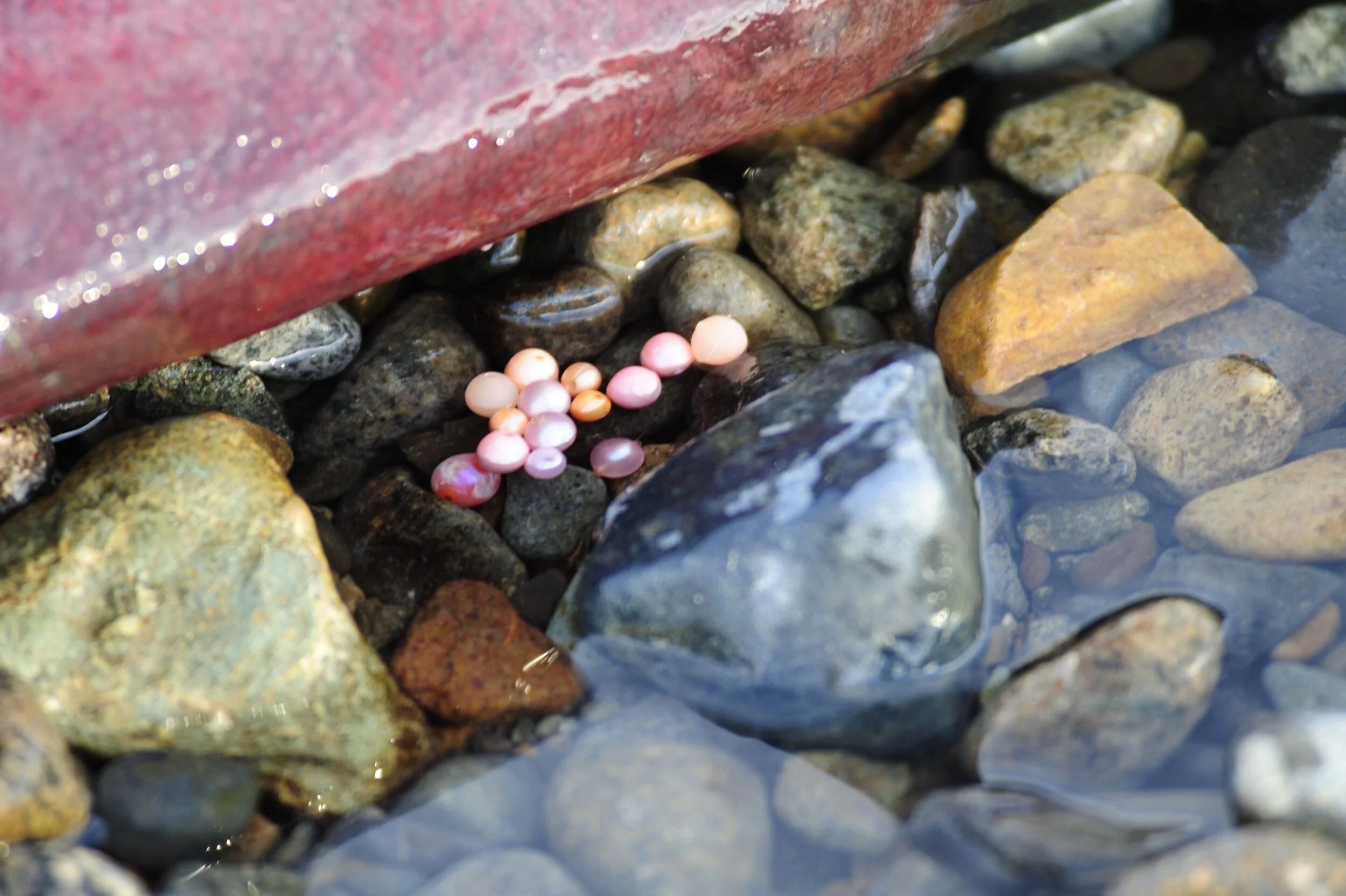 Predatory and Shameless 