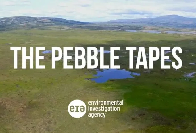 Pebble Tapes intensify call for permit denial  