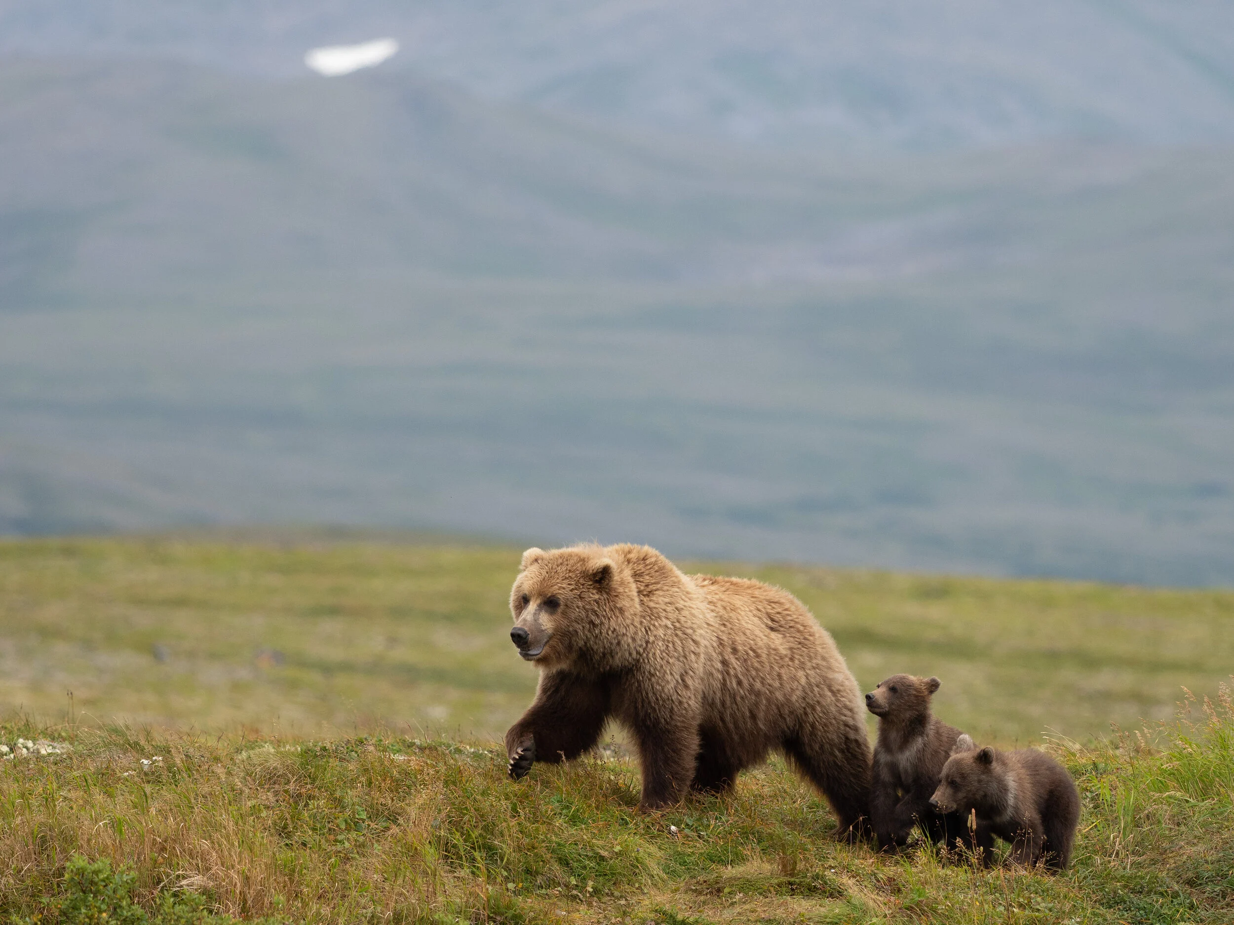 40 Alaska business owners call on Governor Dunleavy to stop support for Pebble. Again.  