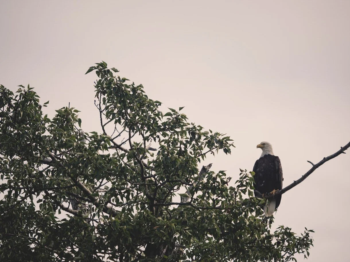 We are watching the Pebble permit appeal process – and Gov. Dunleavy - with eagle eyes