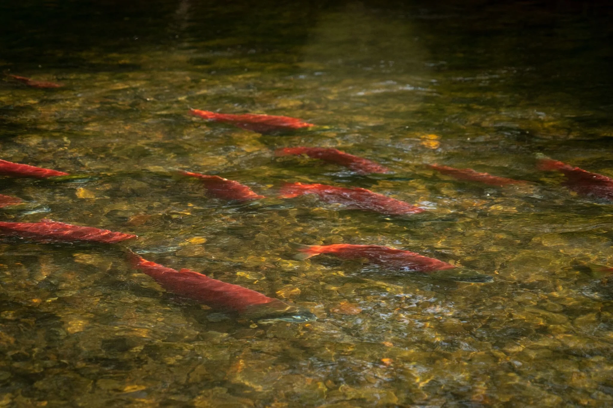 No tool left unused when it comes to protecting Bristol Bay