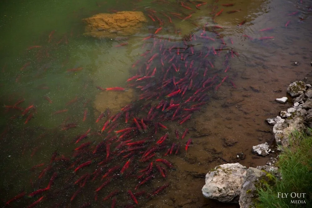 EPA announces reinstatement of Clean Water Act protections  for Bristol Bay, Alaska watershed  
