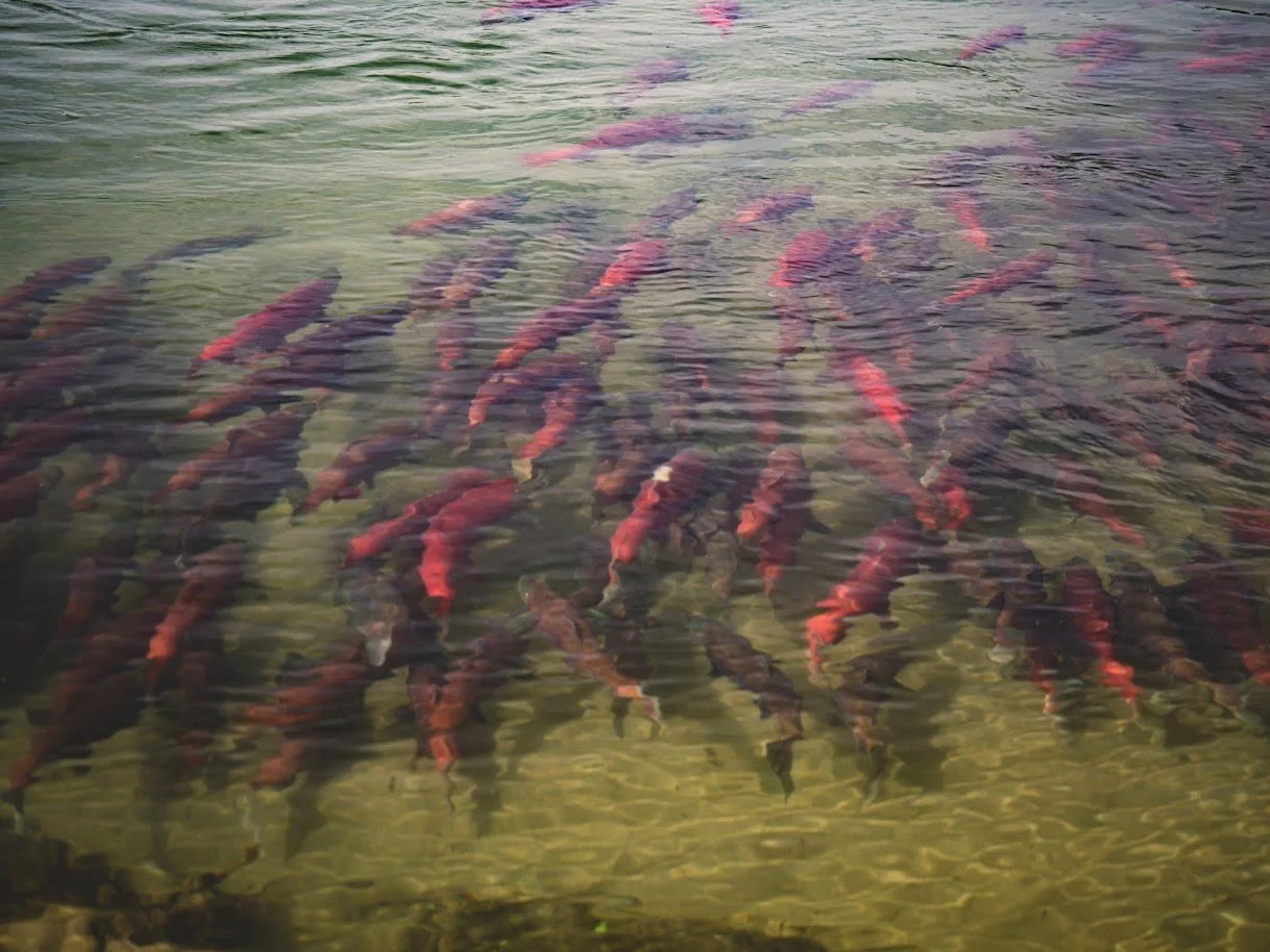 EPA announces next steps to finalize Clean Water Act protections for Bristol Bay