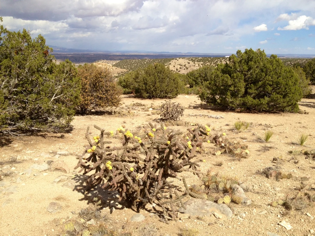 The Lotus Fall Equinox Sale 2015