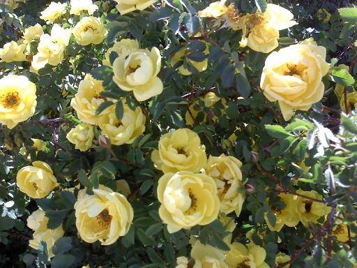18 Lotus Roses.jpg