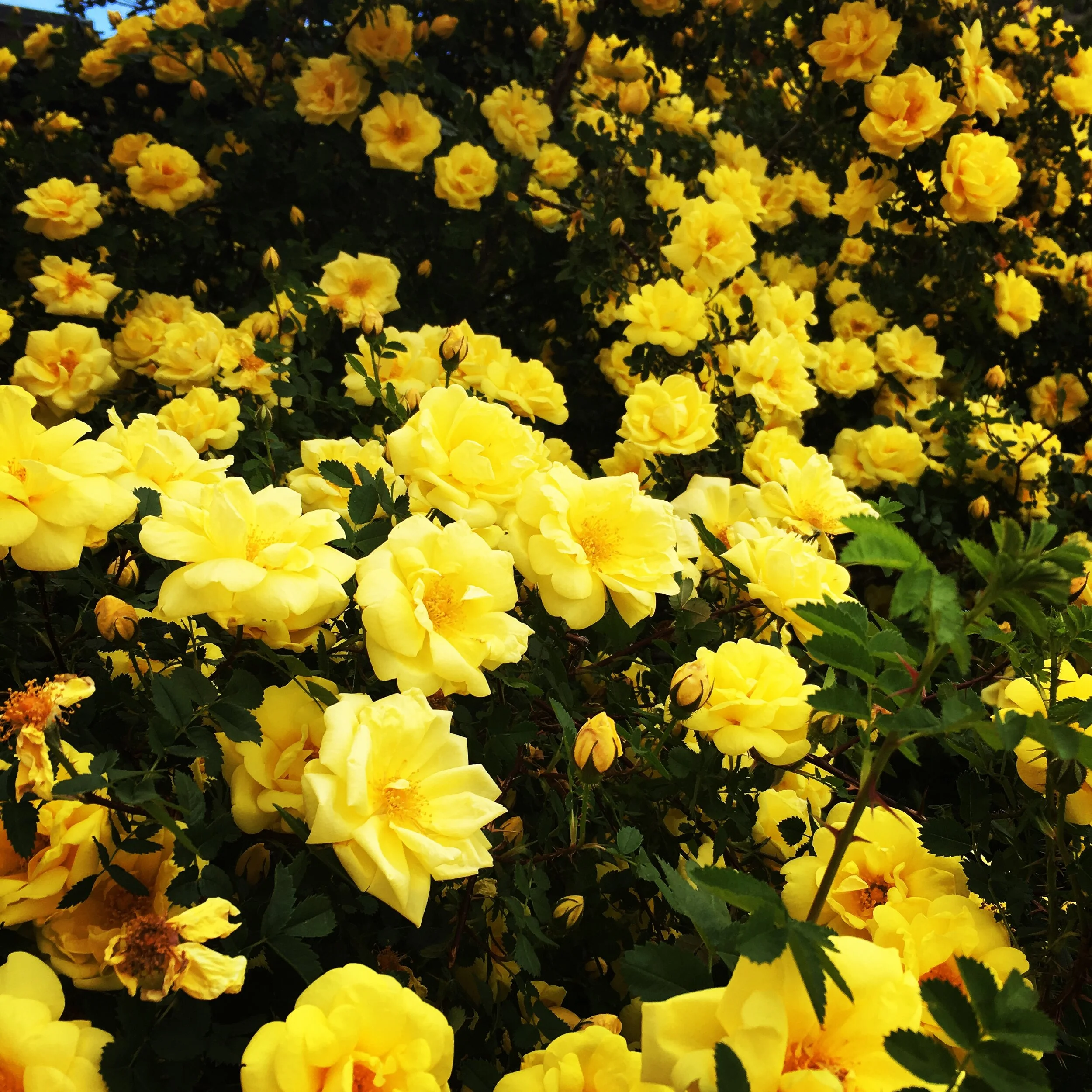 It is Just As Good Every Year!