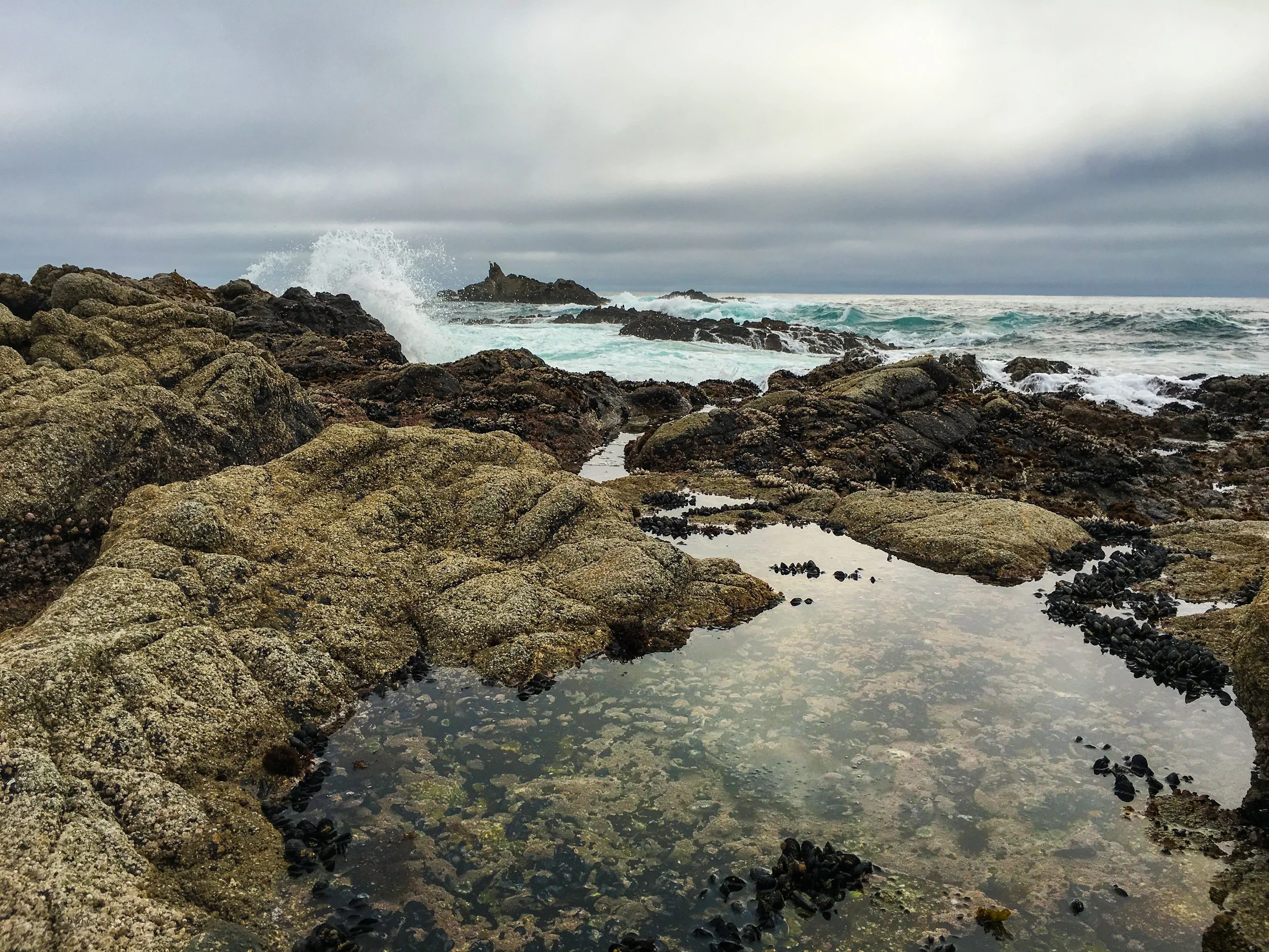 tide pool.jpg