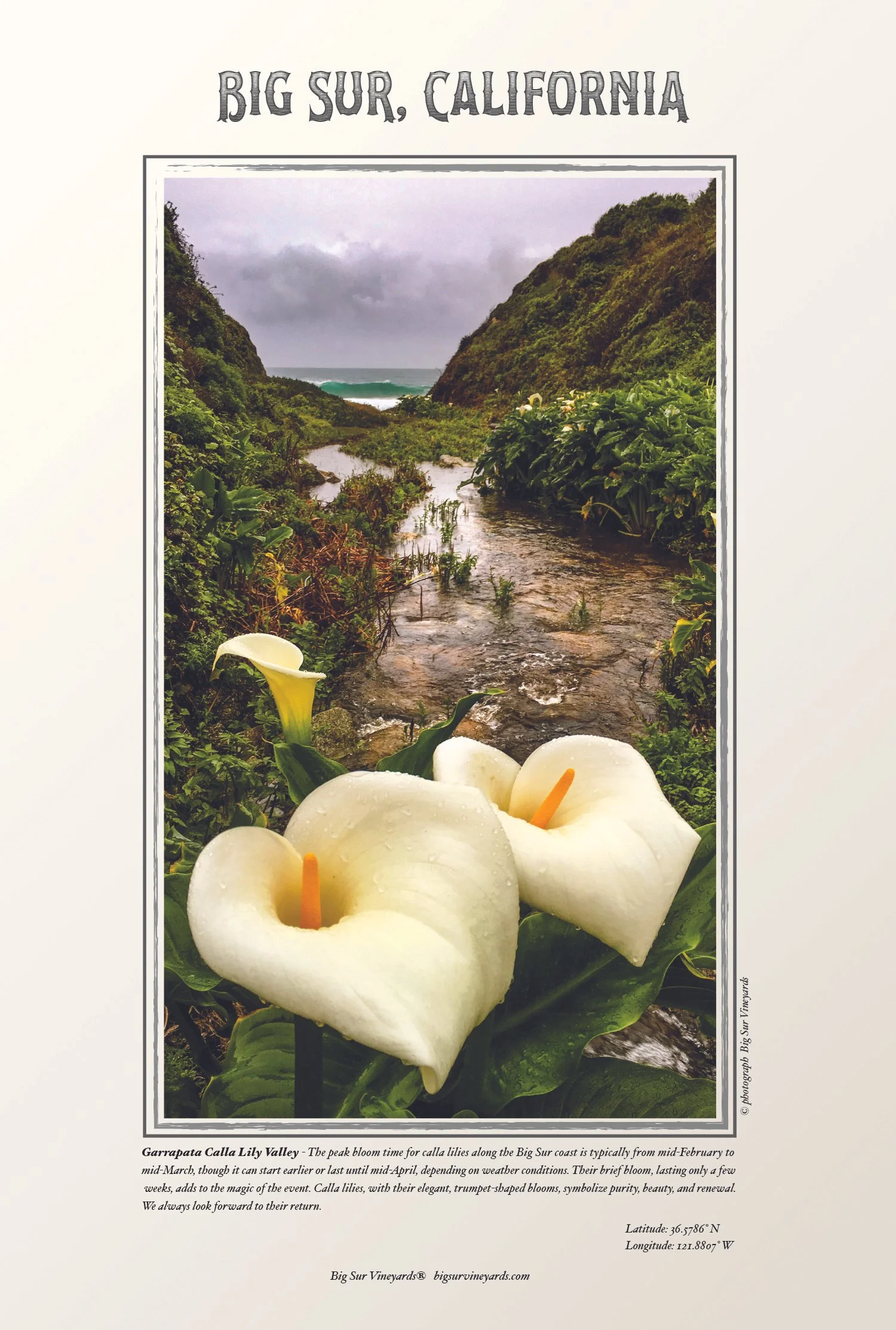 Lily Poster 12-22-24.jpg