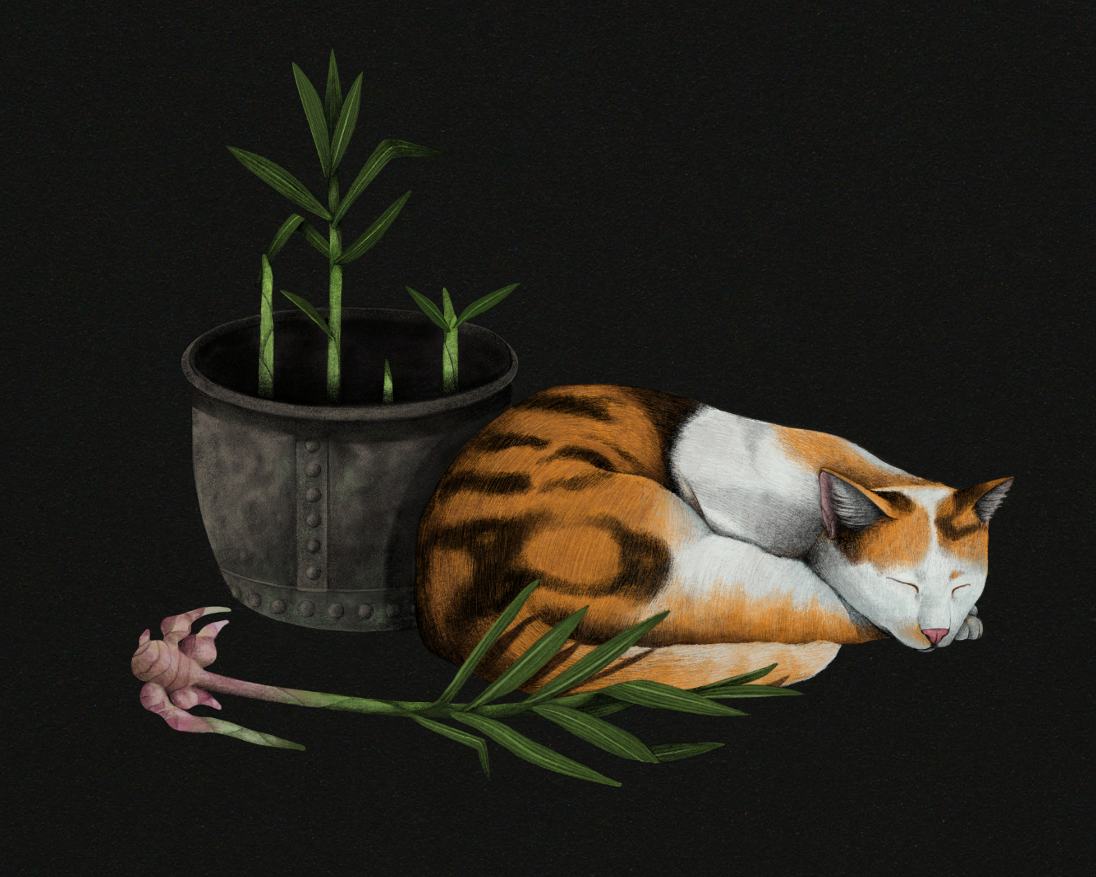 proof_cookbook_ginger_spot.jpg