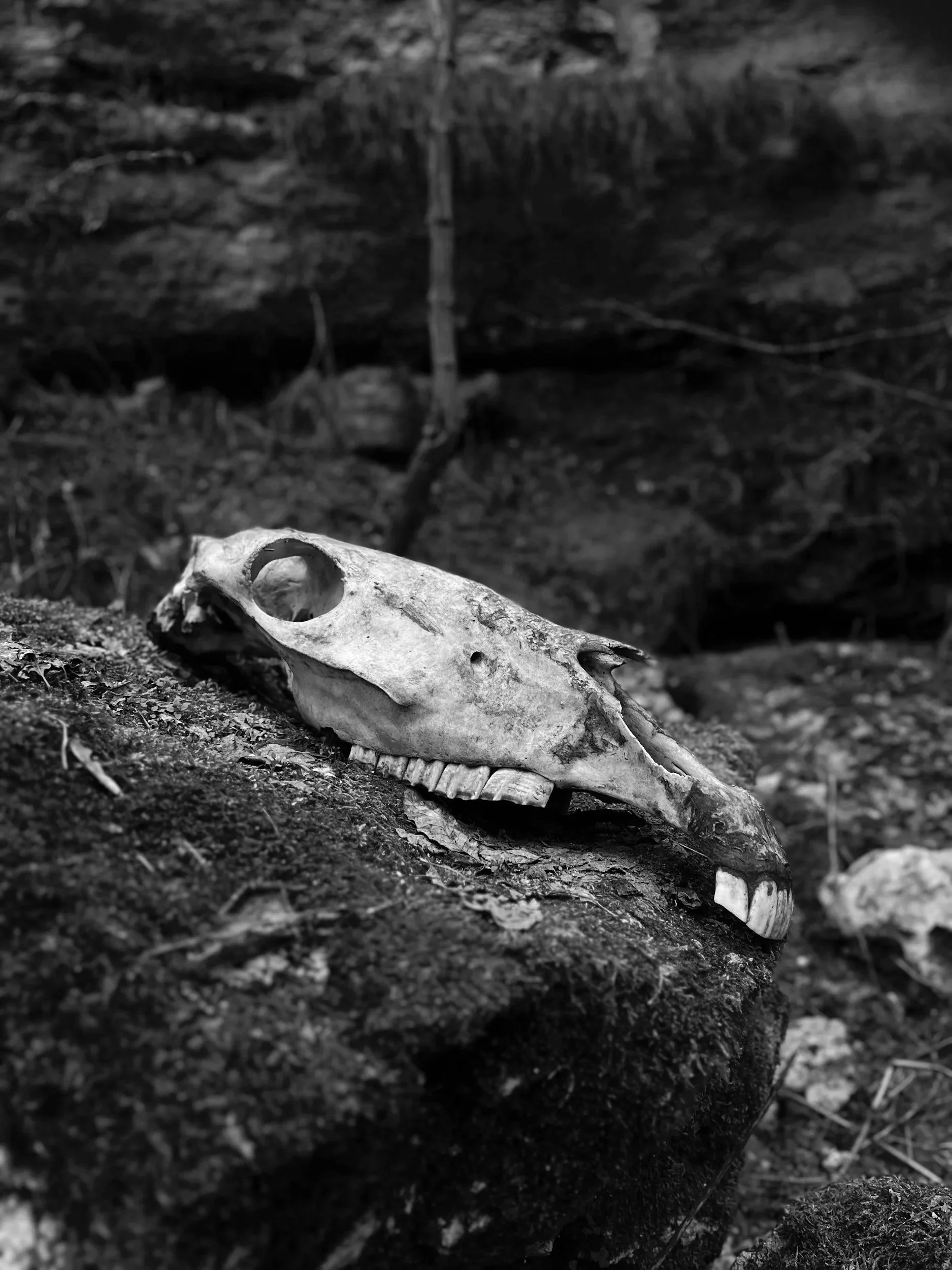 unsplash-image-IbEPL3DWjRQ.jpg