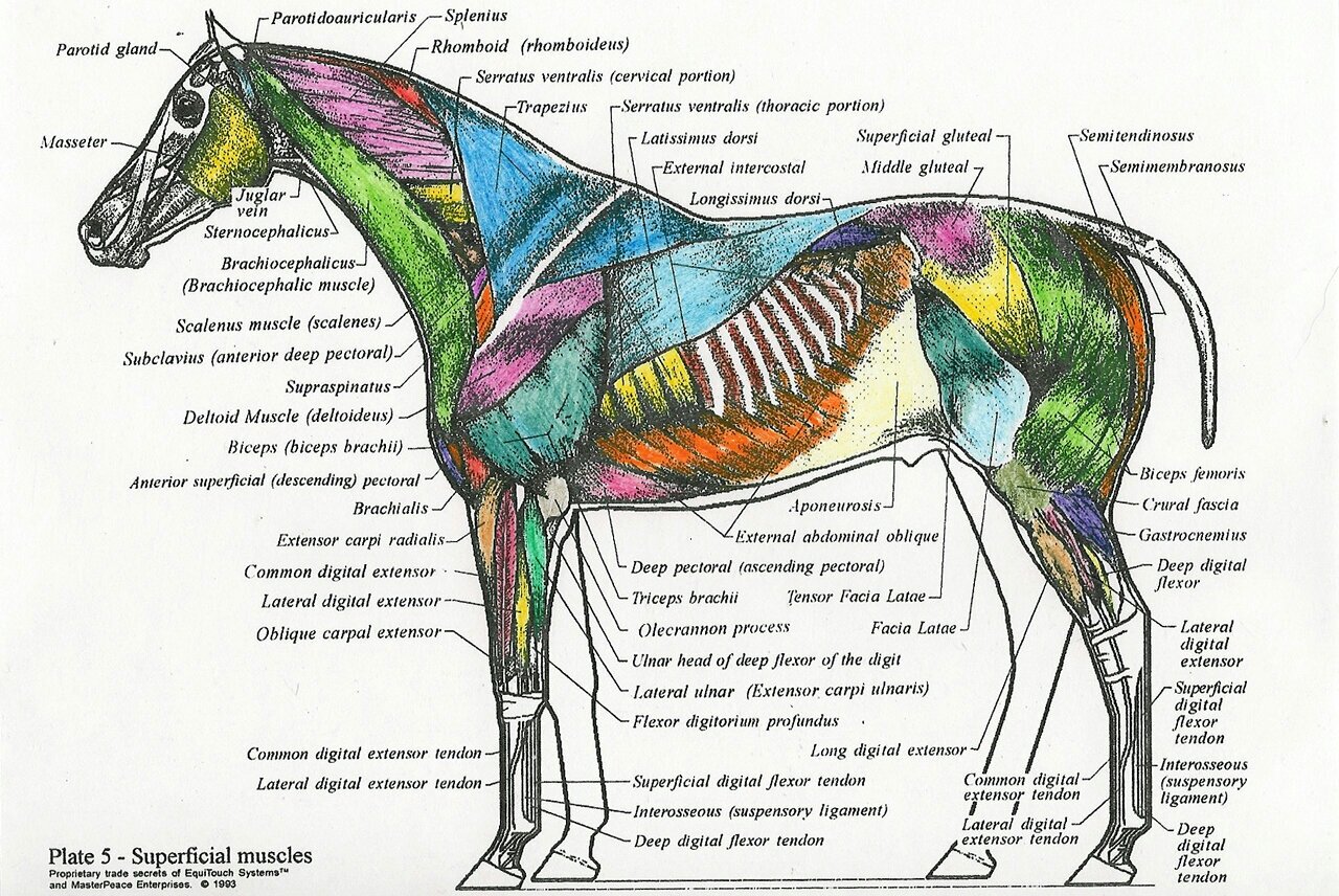 Equidmuscles.jpg