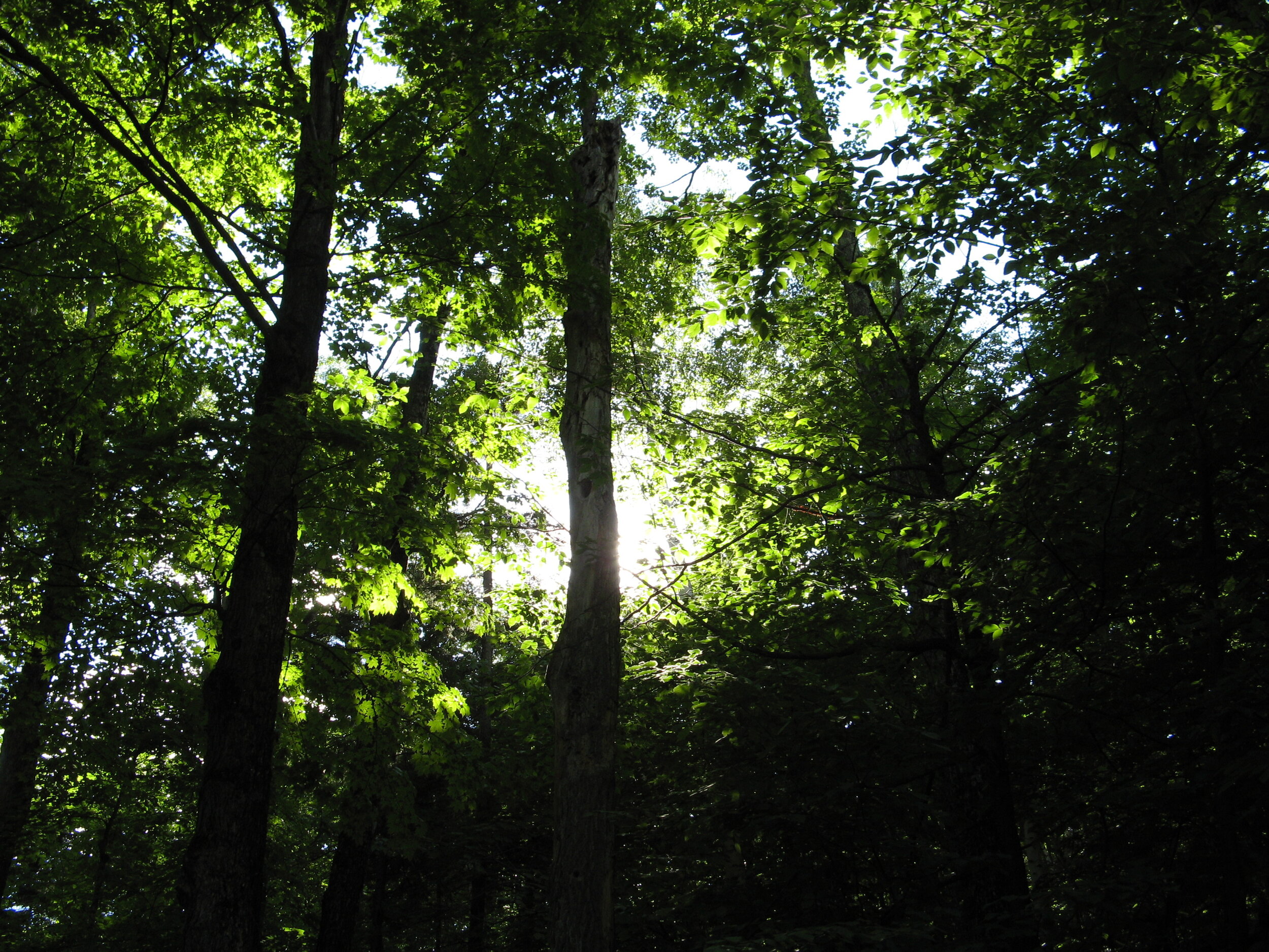 forestlight.JPG