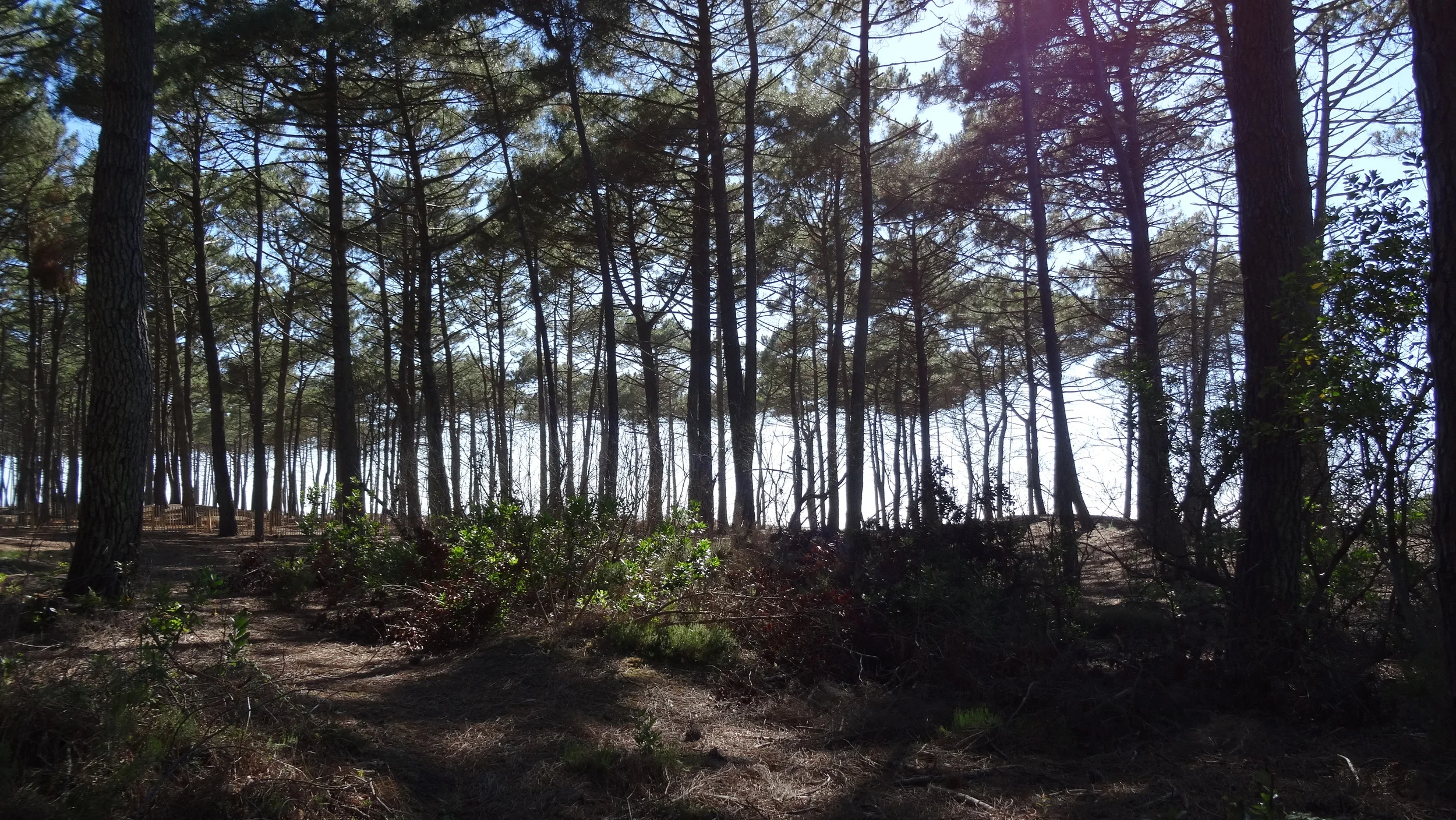 The beach, just on the other side of the pines. 