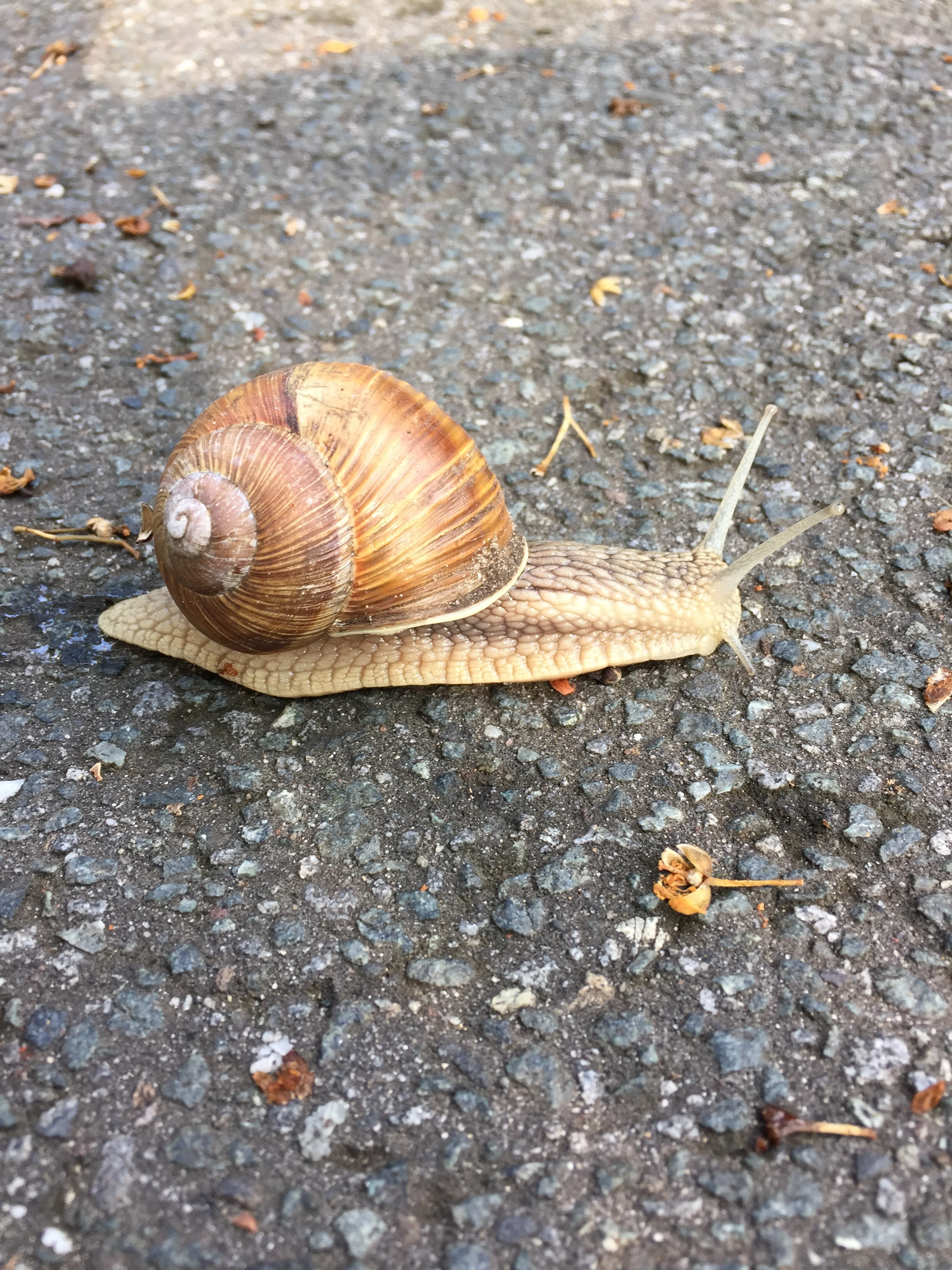 So many of these guys on the trail. And their cousins, the slug, stick to your bags - and stretch to 10x their body. Yuck!