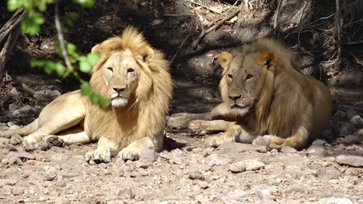 Serengeti - Kings of The Jungle (young and old)