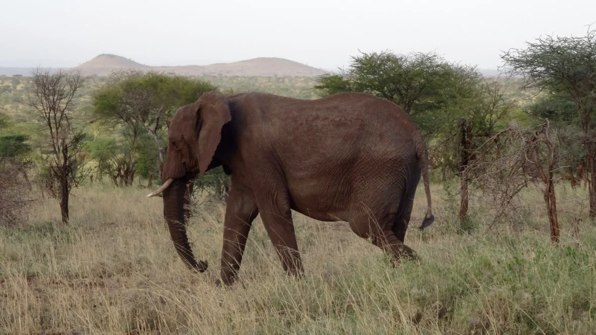 Serengeti - African Elephant