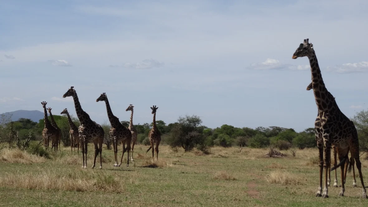 Serengeti - Giraffes