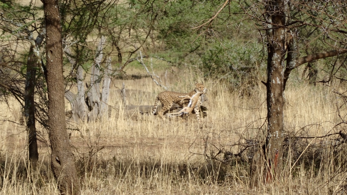 Serengeti - Cheetah Kill