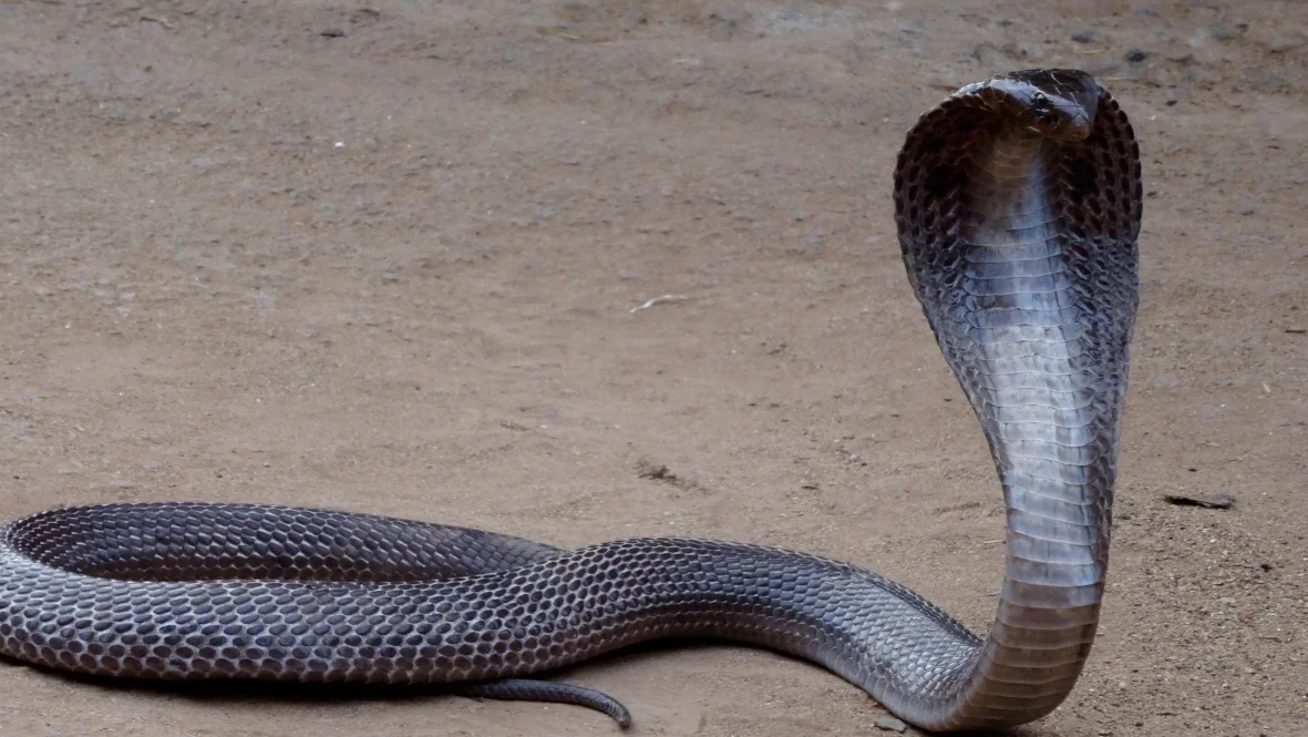 Bhopal - Black Cobra