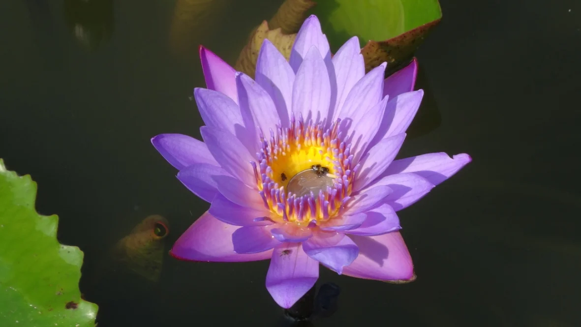 Varanasi - Lotus Flower With Good Luck Coin