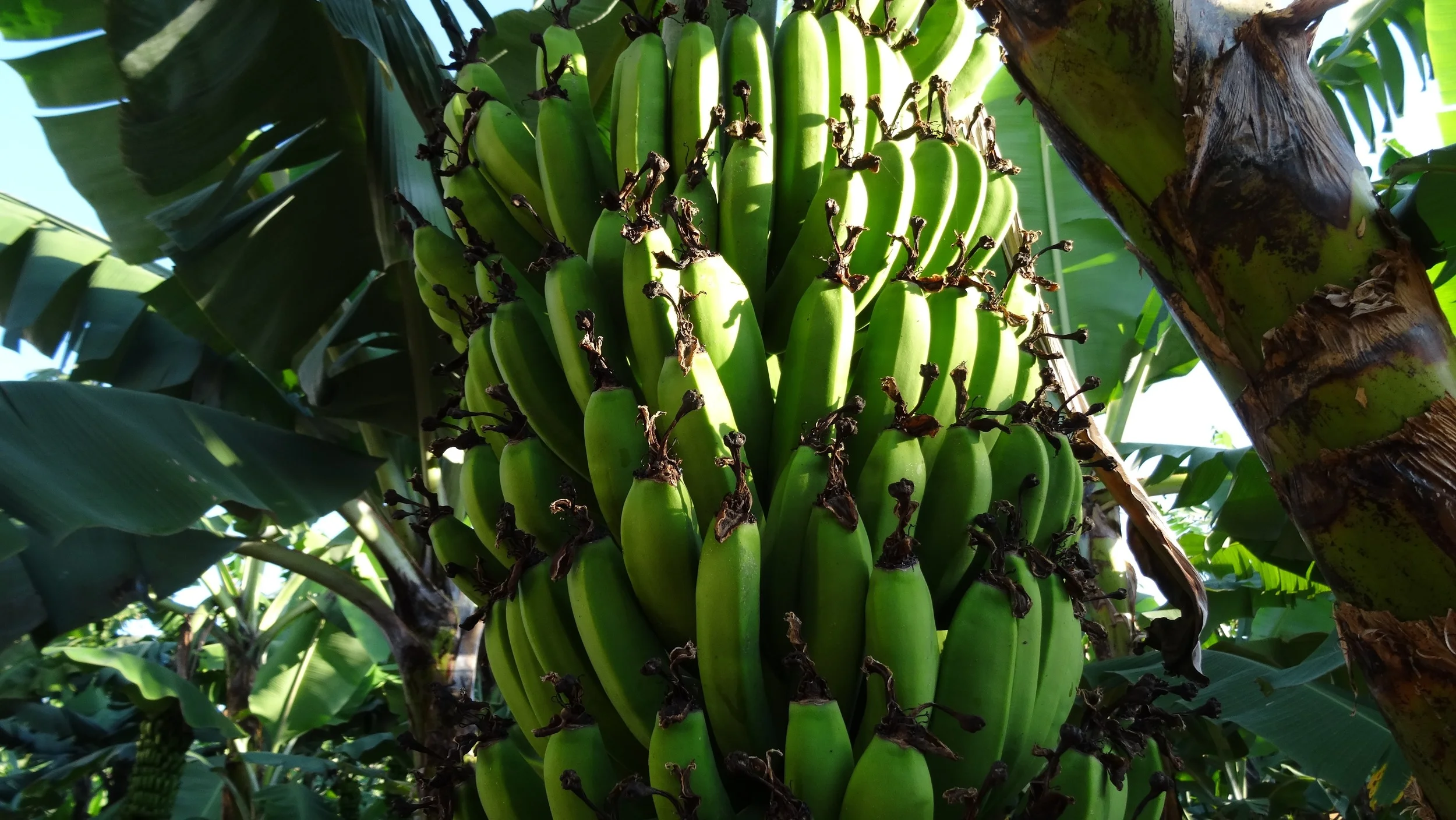 The banana is a fundamental part of the Bukoba diet. 