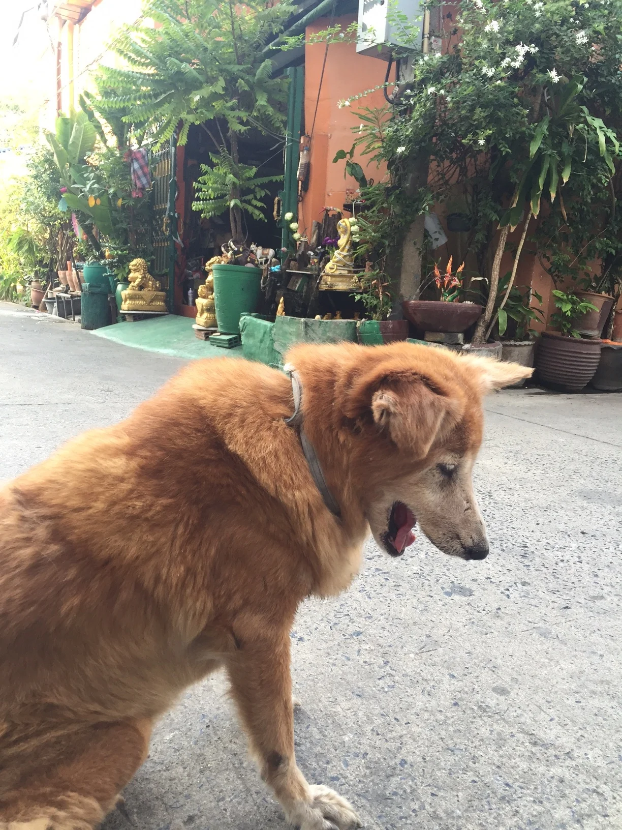 Sway (Beautiful in Thai): Sway was accidentally hit by the owner of the hostel but cared for, loved, and mended back to health. She's now the house dog. Nobody knows how old she is. 